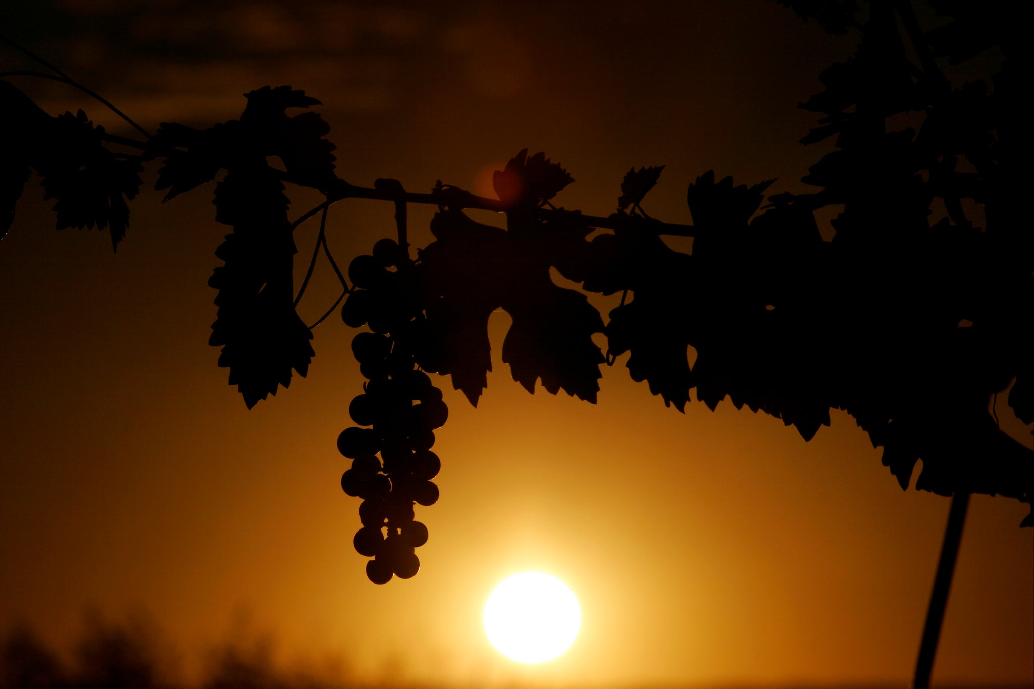 Grote opening Vinoscoop met lentedegustatie van 26 tot 28 april